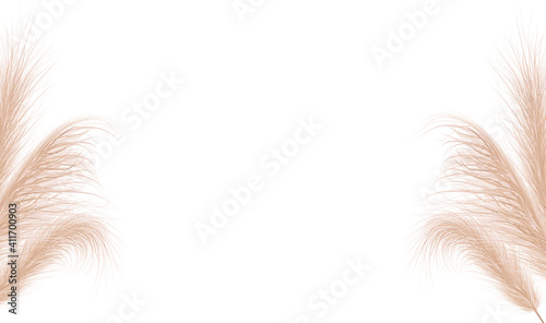 Dried natural pampas grass. Floral ornament elements in boho style. Vector illustration of cortaderia selloana. New trendy home decor. Flat lay, copy space, top view.