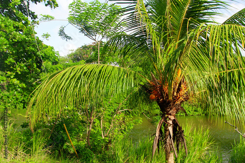 Palma, pencas y cocos, frente al Rio Indio. Colón, Panamá.