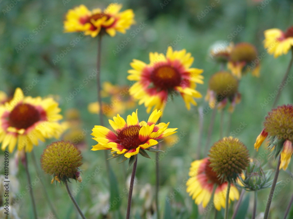 flowers Gaillardia flowering perennial yellow-red flowers Gaillardia flowering perennial yellow-red