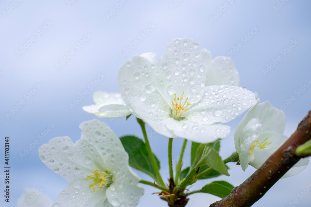 Blooming apple tree. White flowers in dew drops against the sky. Close-up.