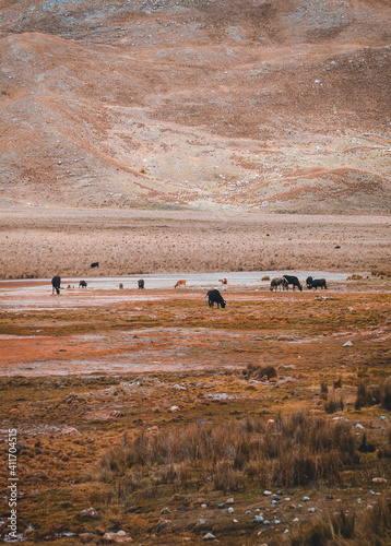cows in valley landscape in peru