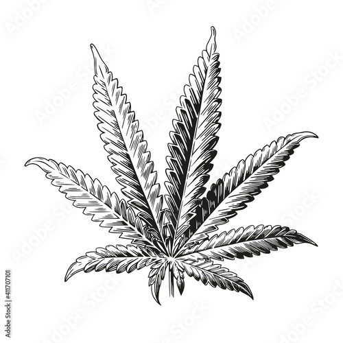 Hand drawn cannabis. Black ink line sketch of marijuana isolated on white background