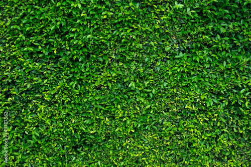 Green tiny leafs wall nature background for background concept