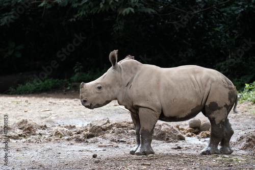 baby rhino in the zoo