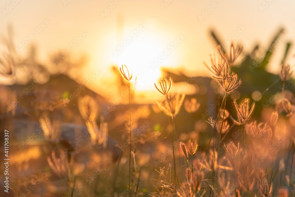 Grass field sunset Beautiful landscape with grasses meadow on sunlight. Countryside heaven amazing field scene grass meadow on sunbeam nature dawn. Sunset dawn landscape vibrant scenery horizontal Grass field sunset Beautiful landscape with grasses meadow on sunlight. Countryside heaven amazing field scene grass meadow on sunbeam nature dawn. Sunset dawn landscape vibrant scenery horizontal