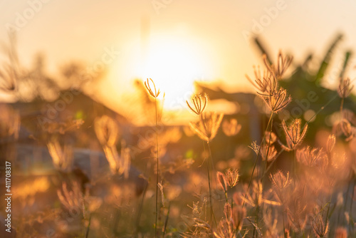 Wallpaper Mural Grass field sunset Beautiful landscape with grasses meadow on sunlight. Countryside heaven amazing field scene grass meadow on sunbeam nature dawn. Sunset dawn landscape vibrant scenery horizontal Torontodigital.ca