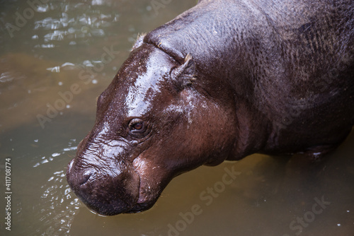 Hippo portrait 6