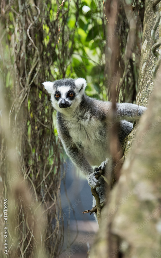 Fototapeta premium Ring Tailed Lemur on a tree 1
