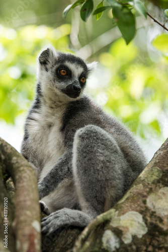 Ring Tailed Lemur on a tree 2