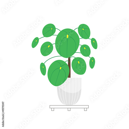Plant pilea. Homeplant. Chinese money plant.