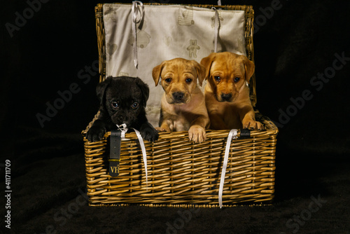 3 pups in a basket