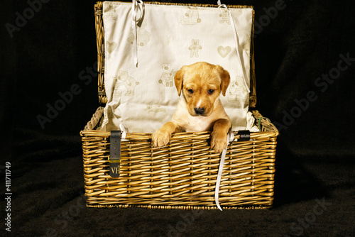 puppy basket