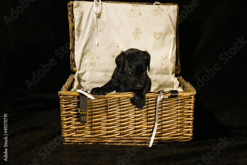 puppy basket