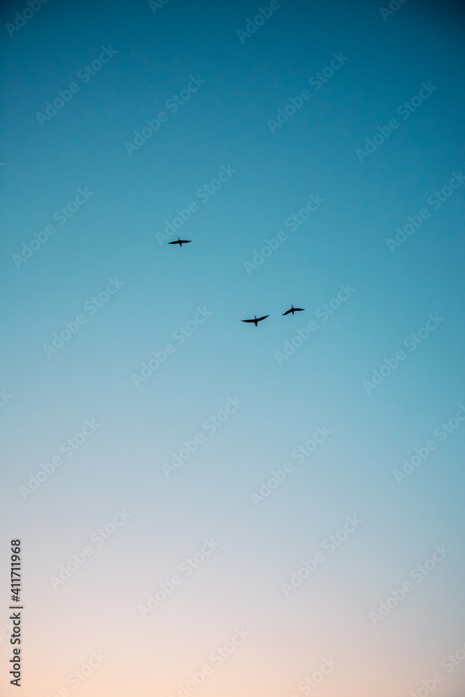 birds in the sky / 空飛ぶ鳥 birds in the sky / 空飛ぶ鳥