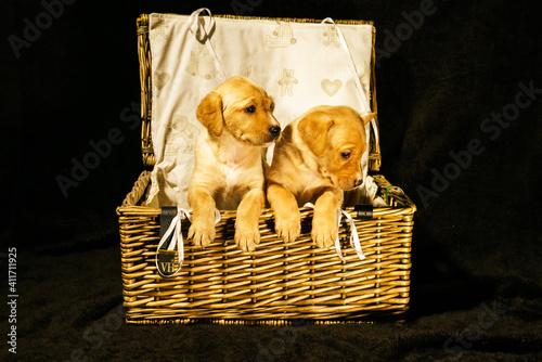 basket of puppies 3