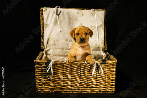 puppy basket