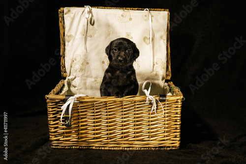 puppy basket photo