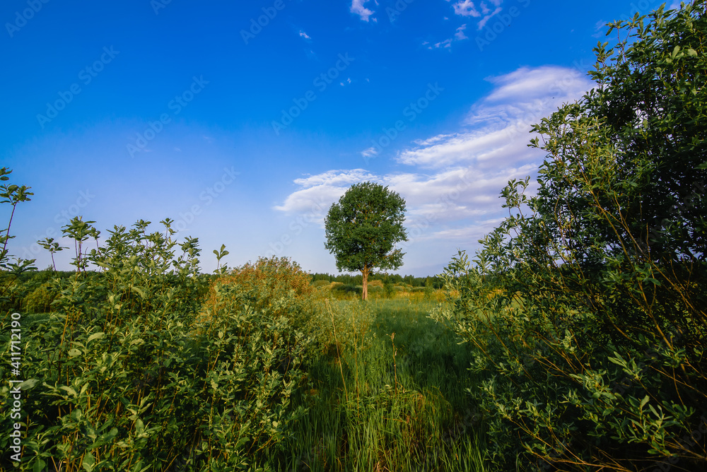 lone tree in a meadow with green grass in summer