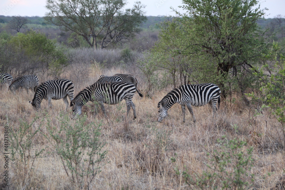 Obraz premium Zebra grazing near Victoria Falls, Zimbabwe, Africa.