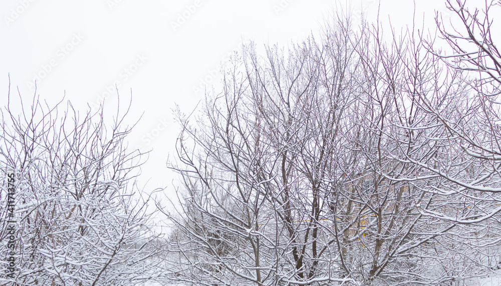 Snow over trees covered with a thick layer Snow over trees covered with a thick layer