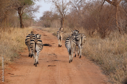 Zebra, Kapama Private Game Reserve, South Africa.