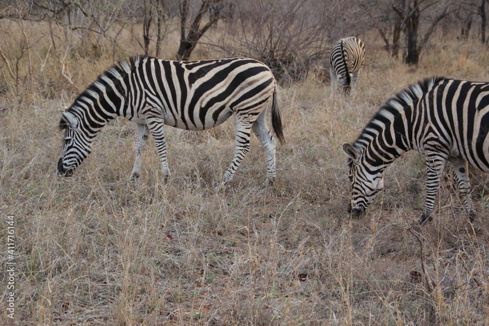 Zebra, Kapama Private Game Reserve, South Africa. Zebra, Kapama Private Game Reserve, South Africa.