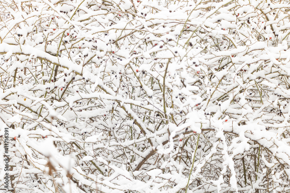 Snow fall over the branches texture close up Snow fall over the branches texture close up