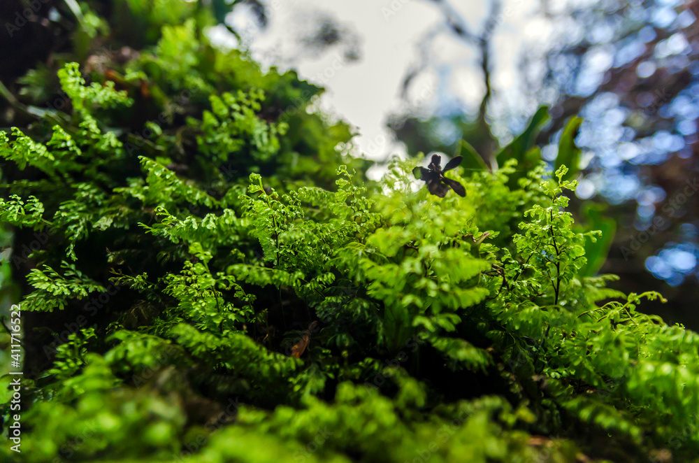 Beautiful vegetation on Tongariro alpine crossing, New Zealand Beautiful vegetation on Tongariro alpine crossing, New Zealand