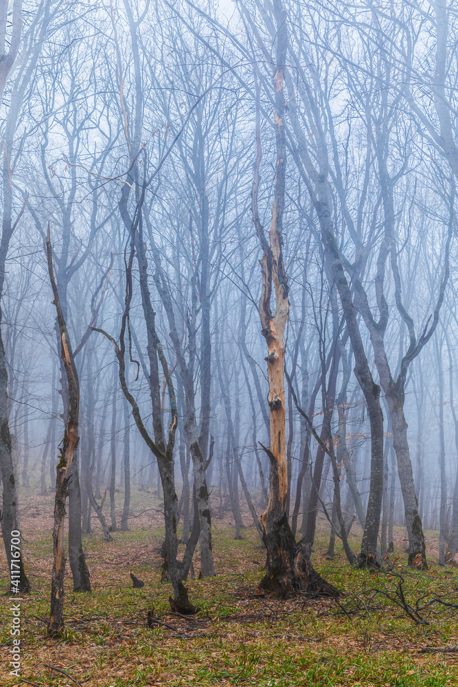 Trees with fallen leaves in the fog