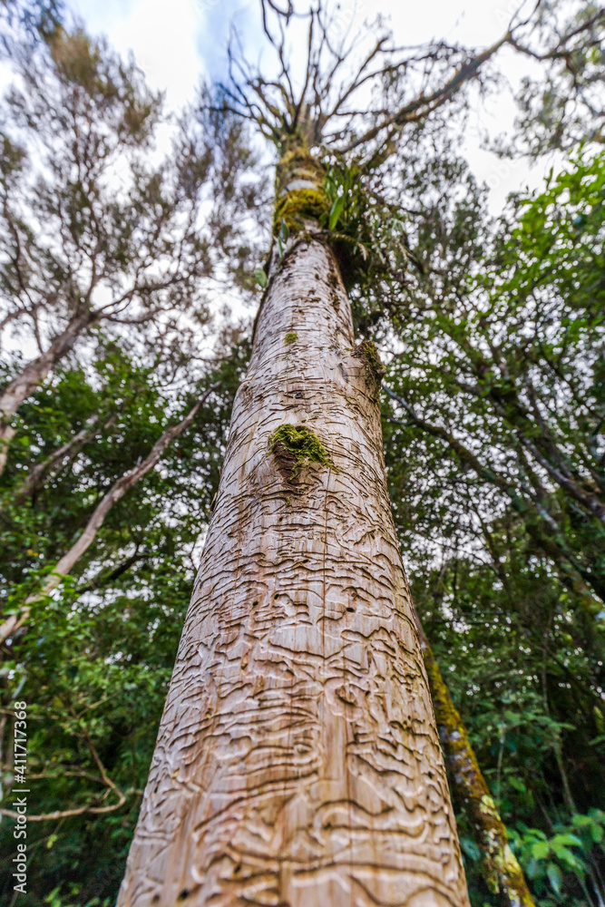 Fototapeta premium Tree trunk damaged by a labyrinth of woodworm tunnels at Tongariro alpine crossing, New Zealand