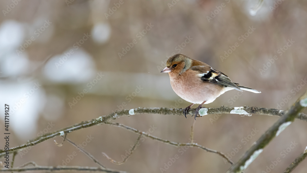 Buchfink, bird, robin, natur, wild lebende tiere, ast, baum, tier, wild, winter, spatz Buchfink, bird, robin, natur, wild lebende tiere, ast, baum, tier, wild, winter, spatz