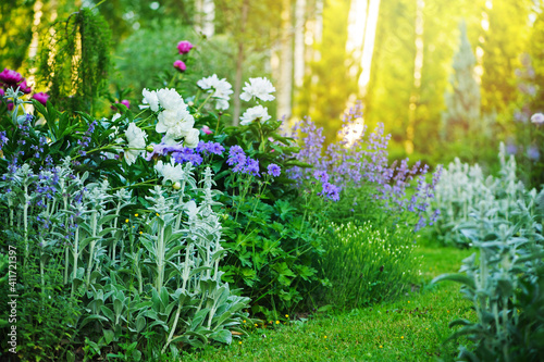 beautiful english style cottage garden view in summer with blooming peonies and companions - stachys, catnip, heranium, iris sibirica. Composition in white and blue tones. Landscape design.