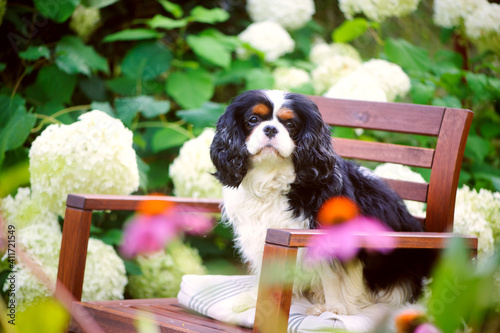 Fotomurale cavalier king charles spaniel dog relaxing outdoor in summer garden, sitting on