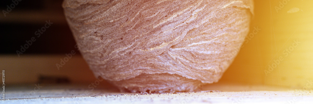 a nest or a hive of wild wasps in a niche under the roof of a wooden village house. banner. flare