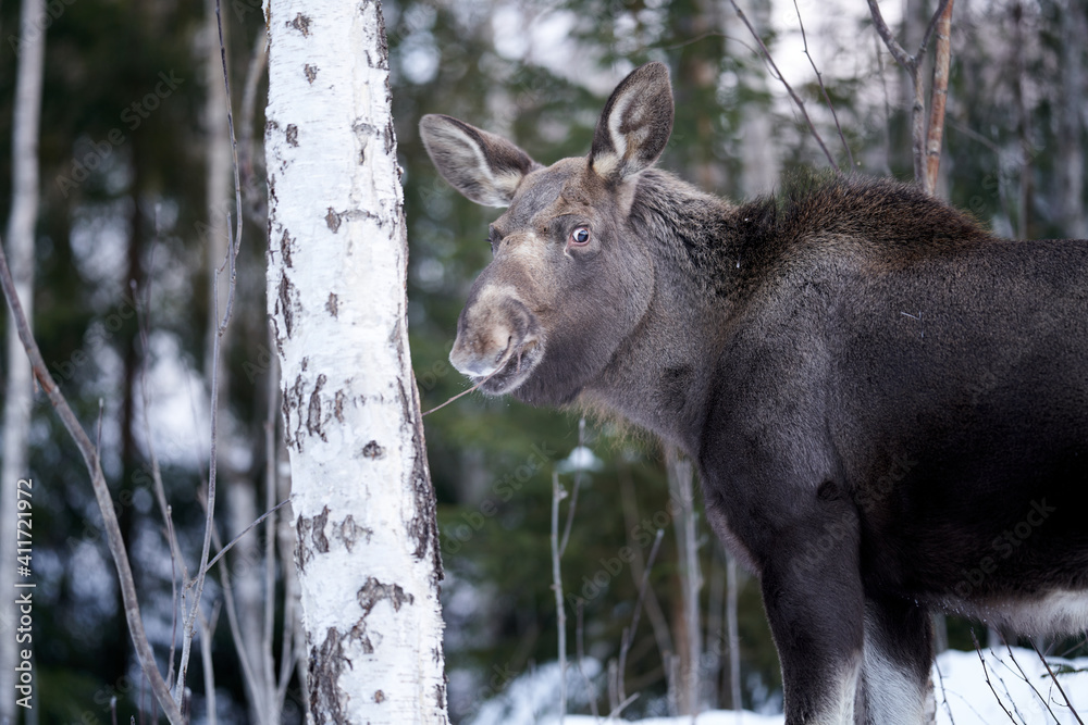 Close up shot of a moose in the wild winter forest. When it is cold in the mountains the moose are coming down to the village. Shot in Gol, Hallingdal. Close up shot of a moose in the wild winter forest. When it is cold in the mountains the moose are coming down to the village. Shot in Gol, Hallingdal.