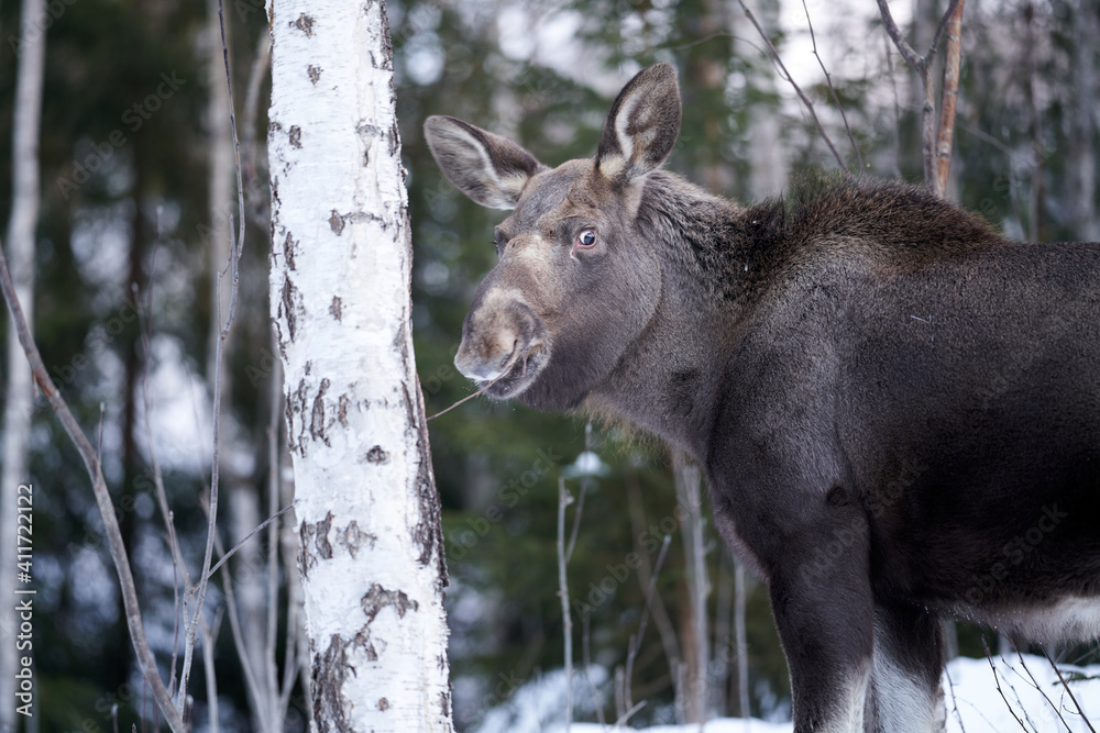 Close up shot of a moose in the wild winter forest. When it is cold in the mountains the moose are coming down to the village. Shot in Gol, Hallingdal. Close up shot of a moose in the wild winter forest. When it is cold in the mountains the moose are coming down to the village. Shot in Gol, Hallingdal.