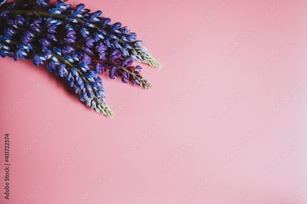 lupine flowers in blue lilac color in full bloom on a pink background flat lay. space for text