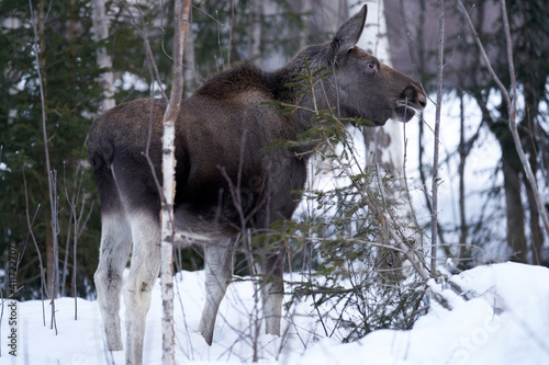 Close up shot of a moose in the wild winter forest. When it is cold in the mountains the moose are coming down to the village.  Shot in Gol, Hallingdal.