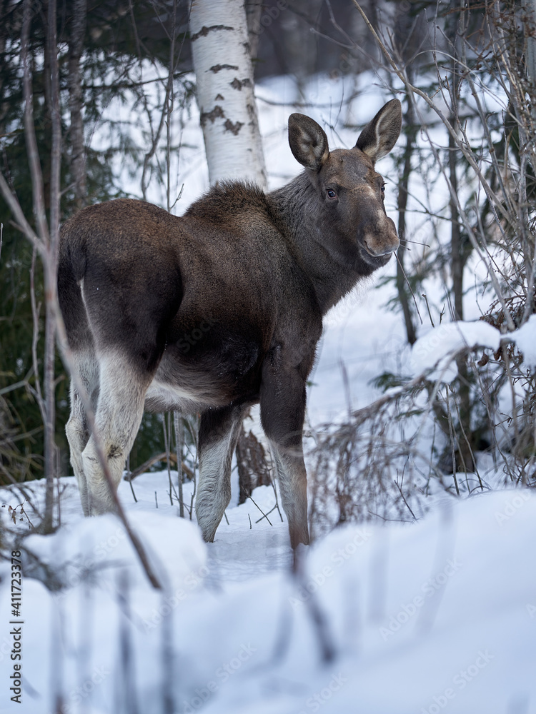 Close up shot of a moose in the wild winter forest. When it is cold in the mountains the moose are coming down to the village. Shot in Gol, Hallingdal. Close up shot of a moose in the wild winter forest. When it is cold in the mountains the moose are coming down to the village. Shot in Gol, Hallingdal.