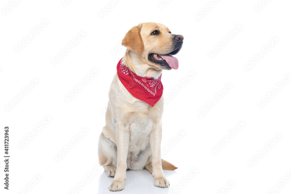 adorable labrador retriever dog looking aside, panting