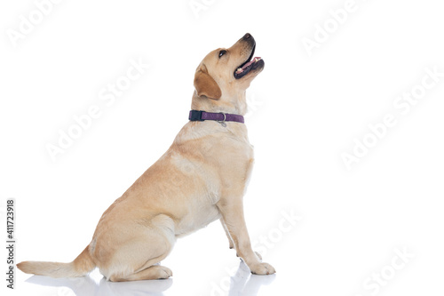 Obraz na plátně labrador retriever dog looking what's above him