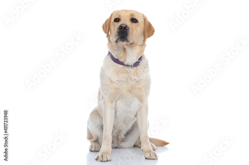 Fototapeta Naklejka Na Ścianę i Meble -  beautiful labrador retriever dog wearing a purple leash