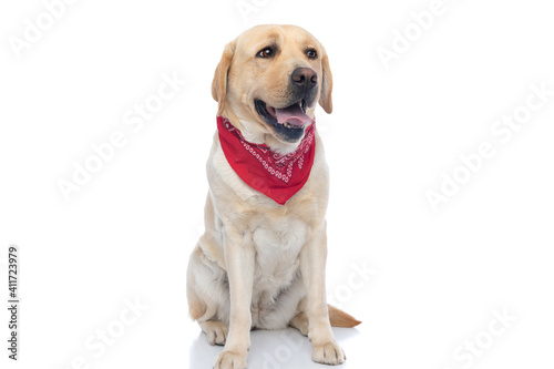 labrador retriever dog sticking out tongue, wearing a red bandana