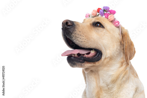 cute labrador retriever dog wearing flowers and panting