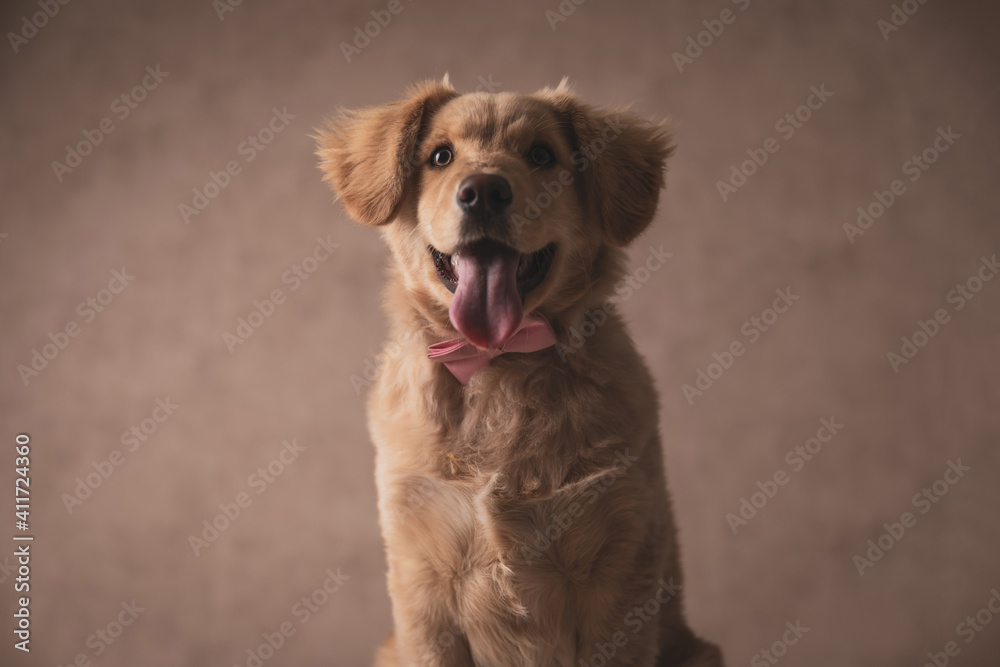 happy small golden retriever dog wearing pink bowtie