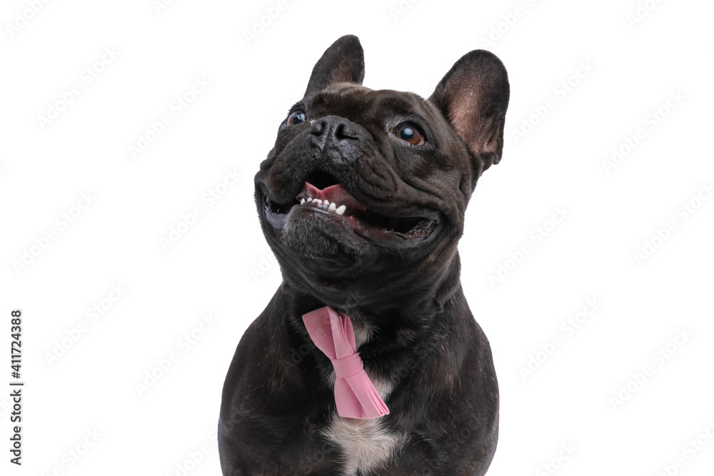 happy french bulldog dog sticking out his tongue