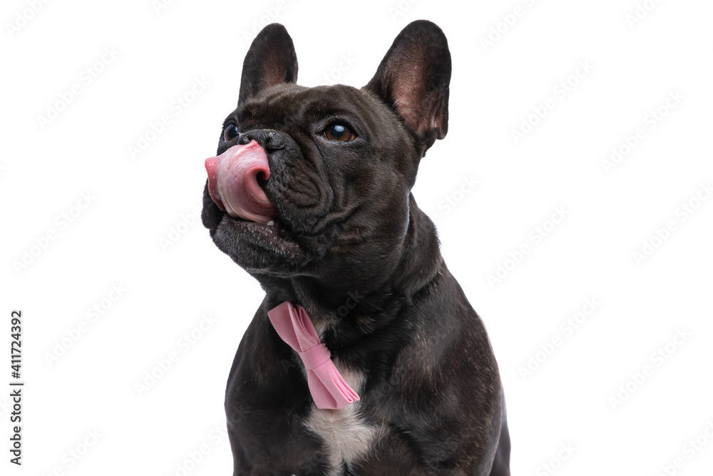 french bulldog dog licking his nose, wearing a pink bowtie