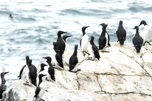 Group of common guillemots, Uria aalge on the rocks by the sea at Hornøya island, Varanger peninsula, Norway