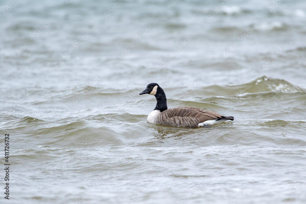 Canada goose (Branta canadensis) swimming alone in the sea on a gloomy winter day Canada goose (Branta canadensis) swimming alone in the sea on a gloomy winter day