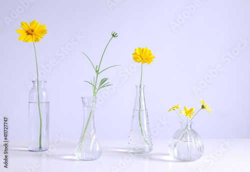 Four yellow garden cosmos and flower buds in a glass vases arranged in a row, white background, still life